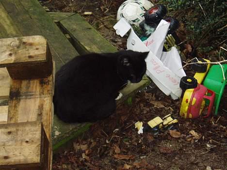 Blanding af racer Chistoffer billede 3