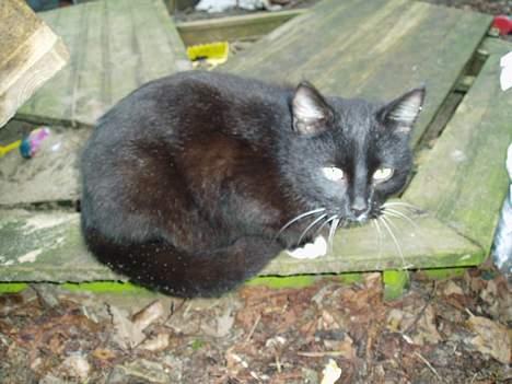 Blanding af racer Chistoffer billede 4