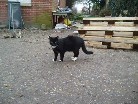 Blanding af racer Chistoffer billede 5