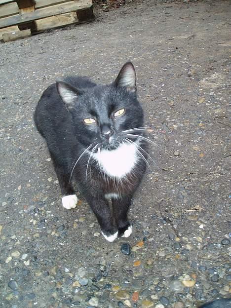 Blanding af racer Chistoffer - Hej hej billede 6