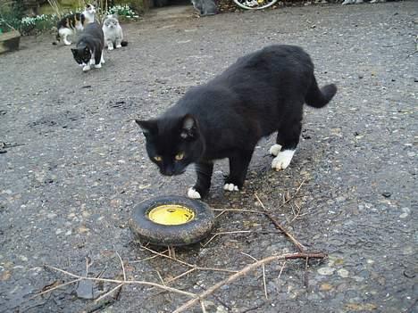 Blanding af racer Chistoffer billede 7