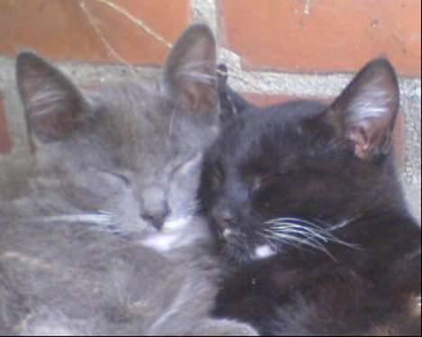 Blanding af racer Chistoffer - Chistoffer og Rofus billede 8