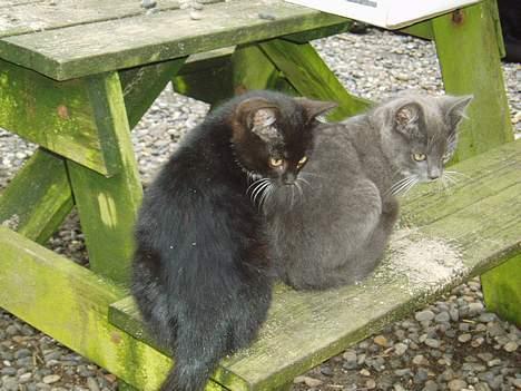 Blanding af racer Chistoffer - Osse Christogger og Rofus, de har hvist fået øje på noget meget spændene ;D billede 9