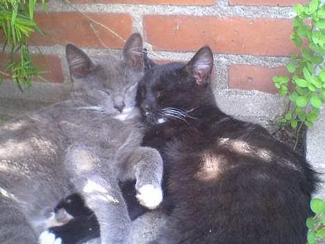 Blanding af racer Chistoffer - Det er det man kalder søskende kærlighed billede 10