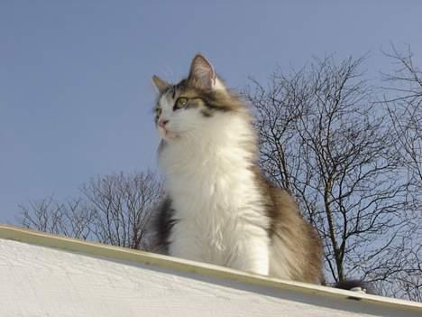 Norsk Skovkat Oscar "Fede" - Er jeg ikke flot? billede 1