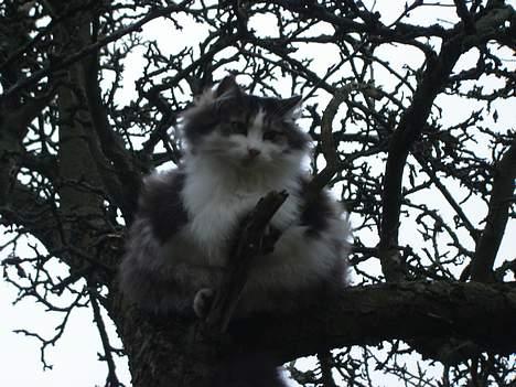 Norsk Skovkat Oscar "Fede" - Jeg gemmer mig lige.. billede 2