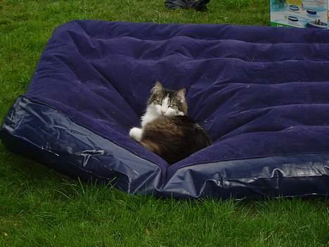 Norsk Skovkat Oscar "Fede" - Ja, D-O-V-E-N,  det var det jeg sagde.. billede 3