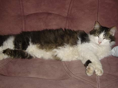 Norsk Skovkat Oscar "Fede" - Dase, dejligt ikk? billede 4