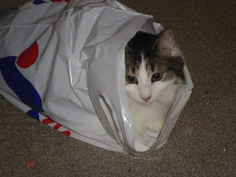 Norsk Skovkat Oscar "Fede" - Jeg kan rigtig godt li at ligge underlige steder.. billede 5