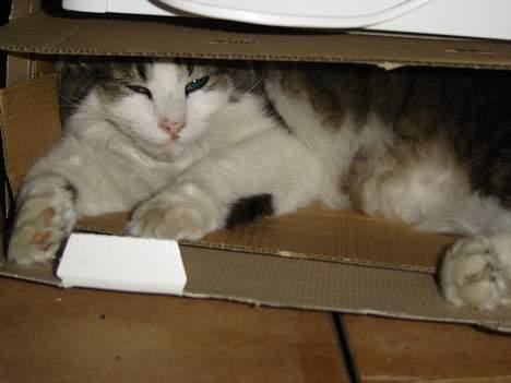 Norsk Skovkat Oscar "Fede" - Hæj, jeg sover altså.. billede 6