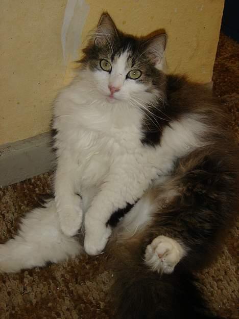 Norsk Skovkat Oscar "Fede" billede 7