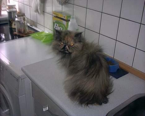 Perser soffy DØD billede 6