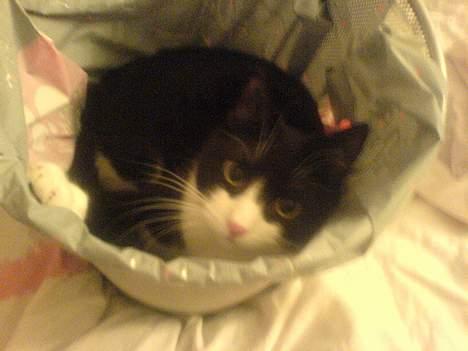 Huskat Elvis. død d. 2. aug - 08 billede 17