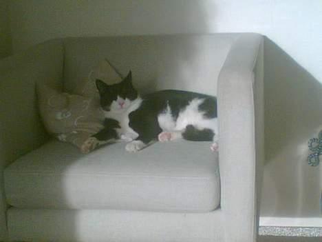 Huskat Elvis. død d. 2. aug - 08 billede 18