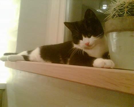 Huskat Elvis. død d. 2. aug - 08 billede 19