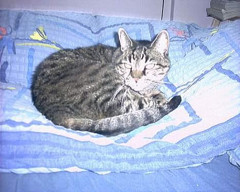 Huskat sammy - Sammy hygger sig. billede 1