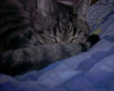 Huskat sammy billede 2