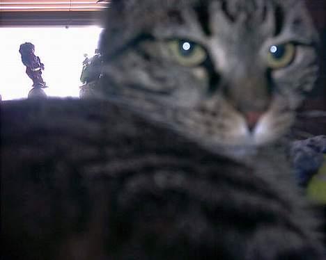 Huskat sammy billede 4