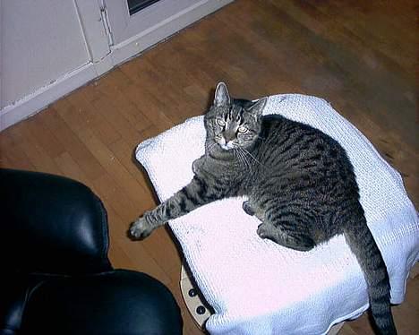 Huskat sammy billede 7