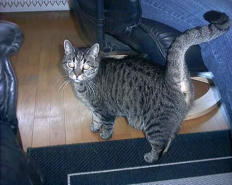 Huskat sammy billede 11