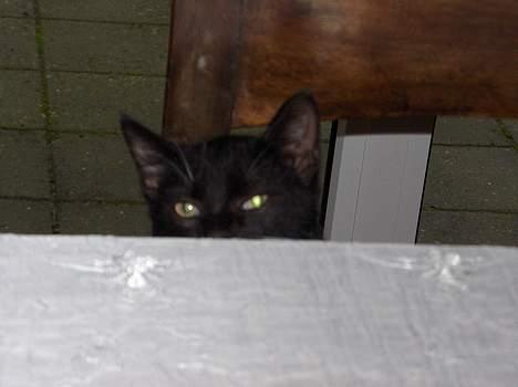 Blanding af racer Kaj billede 6