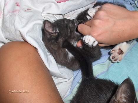 Blanding af racer Kaj billede 7