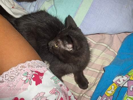 Blanding af racer ANDREA billede 7