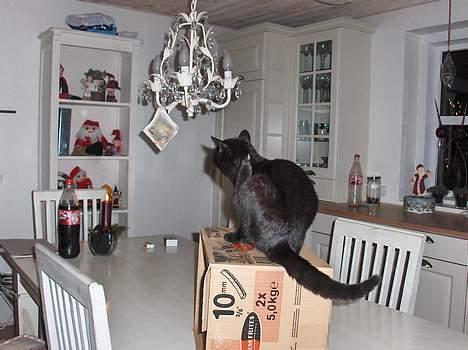 Blanding af racer ANDREA billede 8