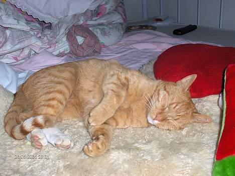 Blanding af racer Teodor billede 9