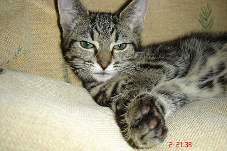 Huskat Bago billede 14