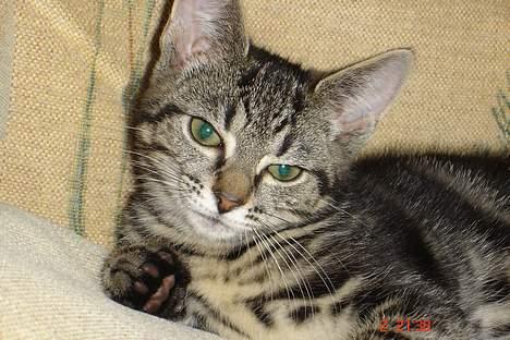 Huskat Bago billede 15