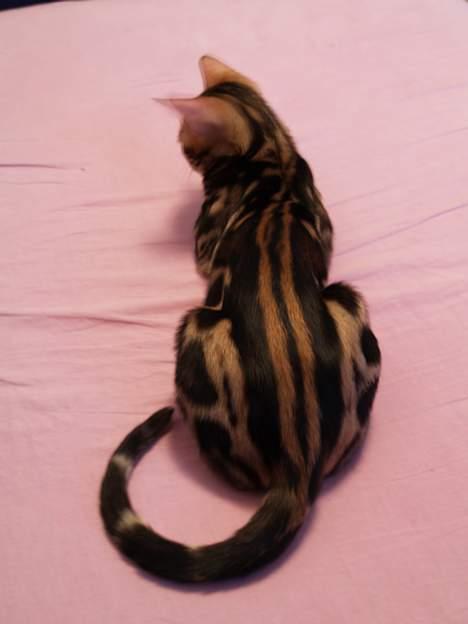 Bengal Leopardette´s Leo billede 4