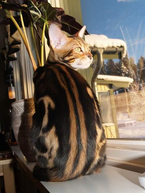 Bengal Leopardette´s Leo billede 5