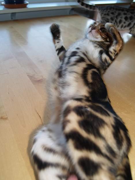 Bengal Leopardette´s Leo billede 6