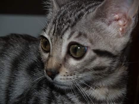 Bengal S*Leopardette´s Pandora billede 1