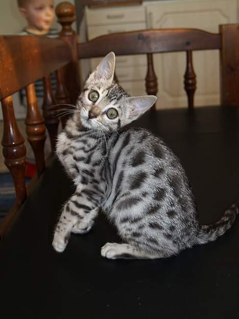 Bengal S*Leopardette´s Pandora billede 2