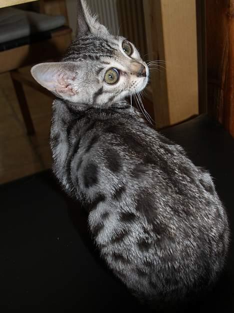 Bengal S*Leopardette´s Pandora billede 3