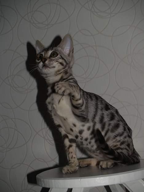 Bengal S*Leopardette´s Pandora billede 4