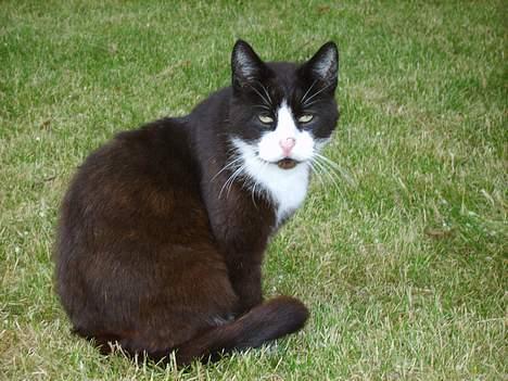 Huskat Laban *R.I.P* - Her er mulle drengen så. c",) billede 1