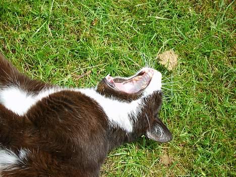 Huskat Laban *R.I.P* - Gab, jeg er træt billede 2