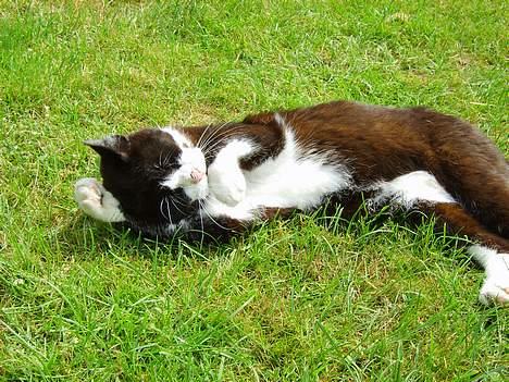 Huskat Laban *R.I.P* - Ah, vaske vaske billede 3