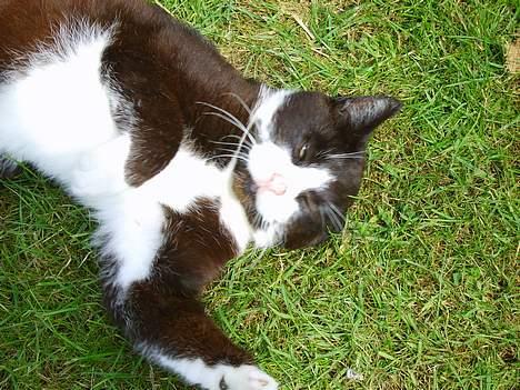 Huskat Laban *R.I.P* - Hvad kigger du på kan du ikke se jeg sover c",) billede 4