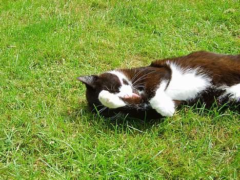 Huskat Laban *R.I.P* - Mmm, dejligt billede 5