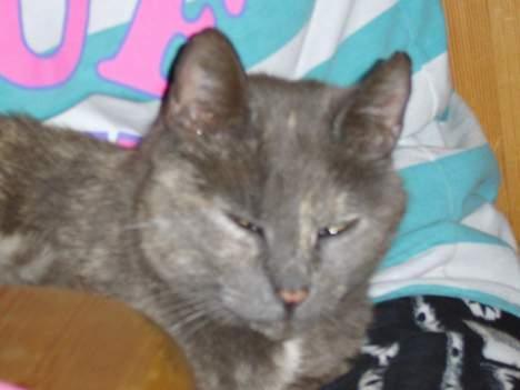 Huskat Dusty *R.I.P* - Her er den gamle mor så... billede 1