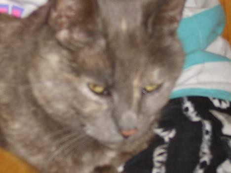 Huskat Dusty *R.I.P* - Hun er vidst træt billede 2