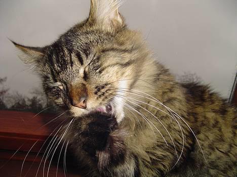 Maine Coon Tazz billede 1