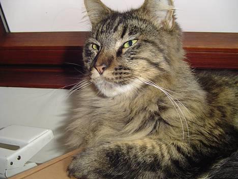 Maine Coon Tazz billede 2