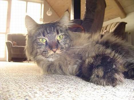 Maine Coon Tazz billede 3