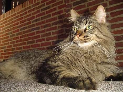 Maine Coon Tazz billede 4