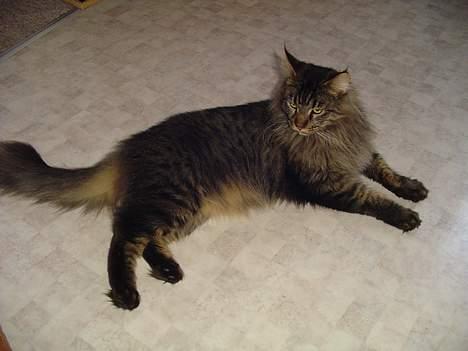 Maine Coon Tazz billede 5
